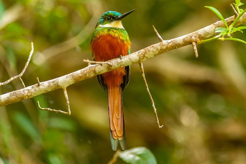 Caribbean-Tobago Rufous-tailed jacamar bird on limb